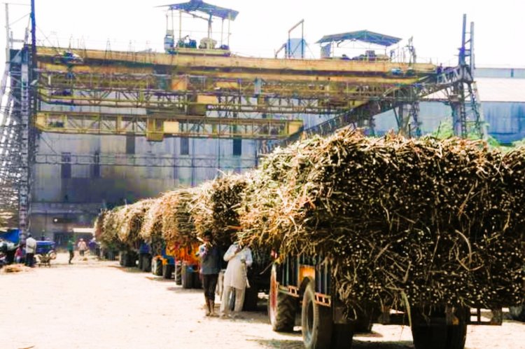 मुरादाबाद के गन्ना किसानाें काे राहत, चार चीनी मिलों ने किया 160.06 करोड़ का भुगतान