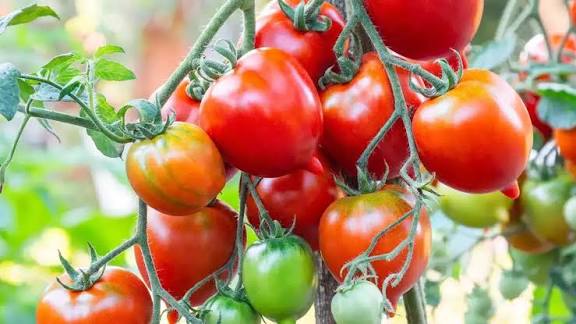 High Yield Tomato Variety: सर्दियों में टमाटर की खेती बनी किसानों की पहली पसंद