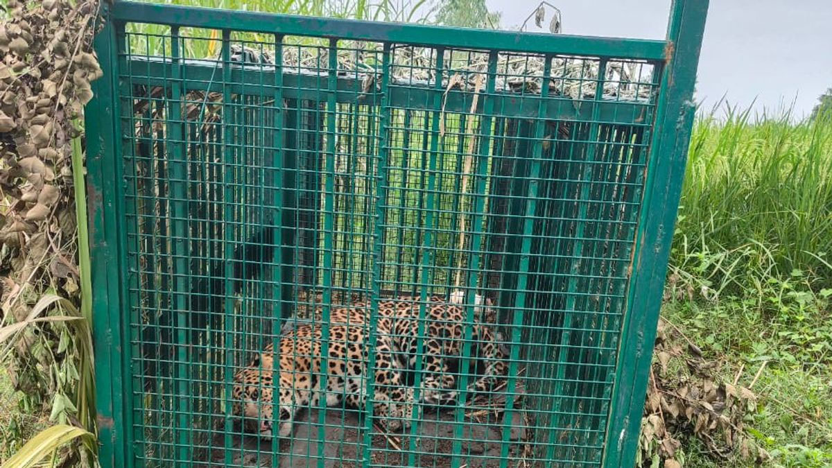 बिजनौर में गुलदार का खौफ खत्म! धनसनी गांव में पिंजरे में कैद हुई मादा गुलदार, वन विभाग की बड़ी सफलता