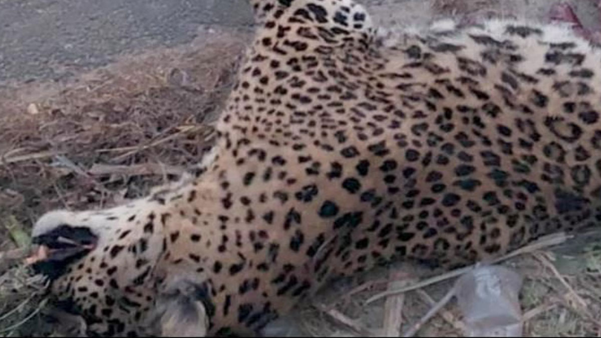 नूरपुर-अमरोहा मार्ग पर गुलदार की दर्दनाक मौत: वाहन की टक्कर ने छीनी वन्यजीव की सांसें