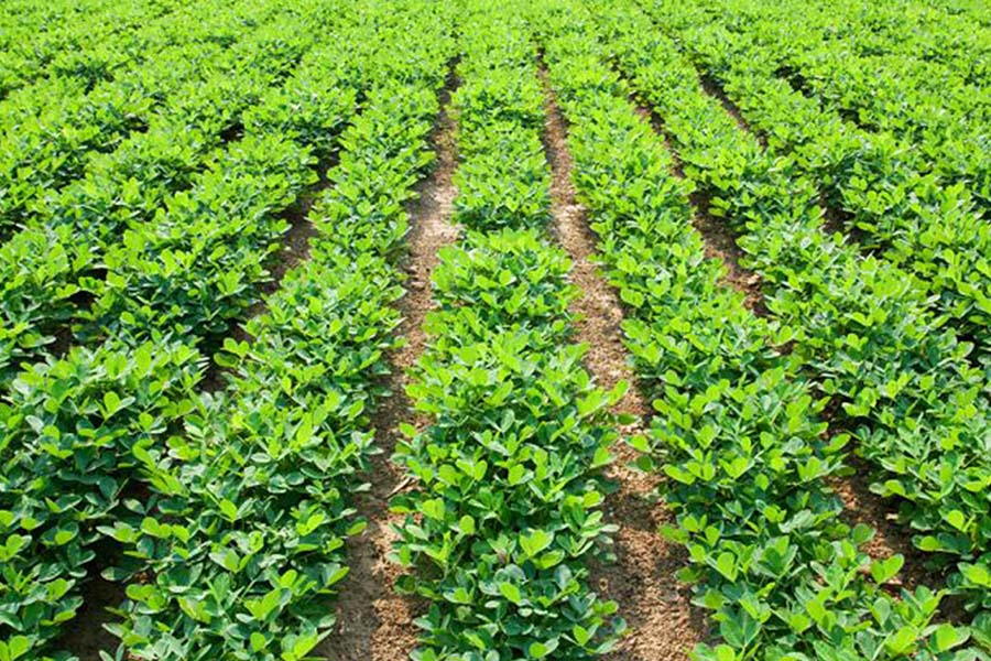 जनवरी में जायद मूंगफली की खेती बन सकती है किसानों की कमाई का सबसे बड़ा जरिया, कम पानी में मिलेगा शानदार उत्पादन और तगड़ा मुनाफा