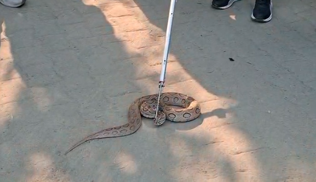 शामली कलेक्ट्रेट में तहसीलदार ऑफिस के पास निकला जहरीला सांप, मचा हड़कंप 