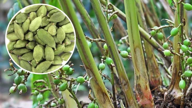 घर पर इलायची की खेती कैसे करें और आसानी से ताजी इलायची उगाएं, जानिए इलायची के अद्भुत स्वास्थ्य, मानसिक और पाचन से जुड़े फायदे