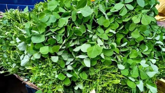 सर्दियों में घर पर हरी पत्तेदार सब्जियां उगाने का आसान तरीका जानें और पाएं ताजी और शुद्ध सब्जियां हर दिन