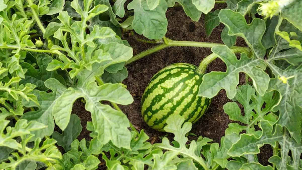 दिसंबर में शुरू करें सही खेती, मंडी में मिलेगा रिकॉर्ड तोड़ भाव, कम आवक का फायदा उठाकर किसान कमा सकते हैं भारी मुनाफा