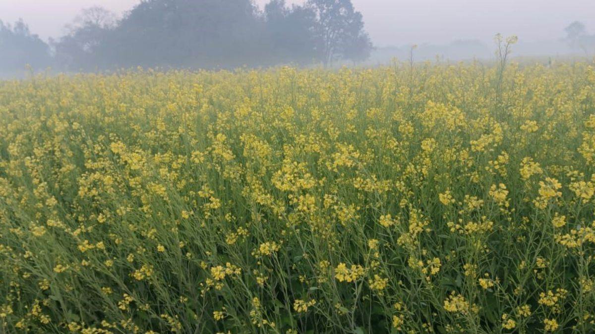 सरसों की खेती में 60 दिन में तेल और पैदावार दोगुनी कैसे पाएं, वेटरनेट सल्फर से आसान तरीका जो किसान जरूर अपनाएं