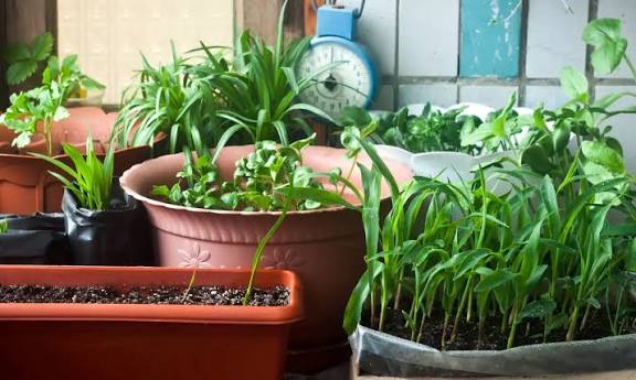 Kitchen Gardening Tips : घर पर उगाएं ऐसी सब्जियां जो पूरे साल देंगी ताजी फसल बारह महीने चलने वाली टॉप वेजिटेबल्स