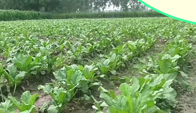 दिसंबर का मौका ना गंवाएं ठंड बढ़ते ही मूली की इन तेज़ बढ़ने वाली किस्मों से खेत भर जाएगा सफेद सोने से और कमाई छूएगी लाखों की ऊंचाई