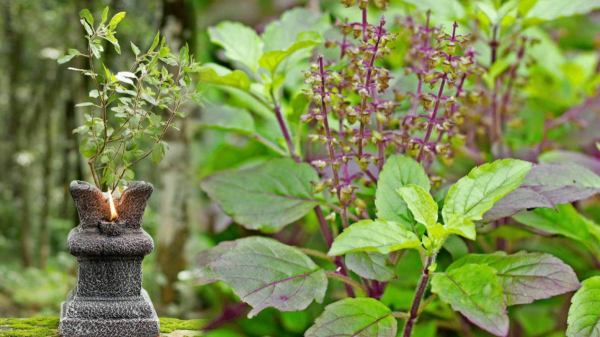 दिसंबर की कड़ाके की ठंड में ऐसे बचाएं अपनी तुलसी का पौधा पूरे मौसम हरी रहेगी और पत्तियों की होगी भरमार