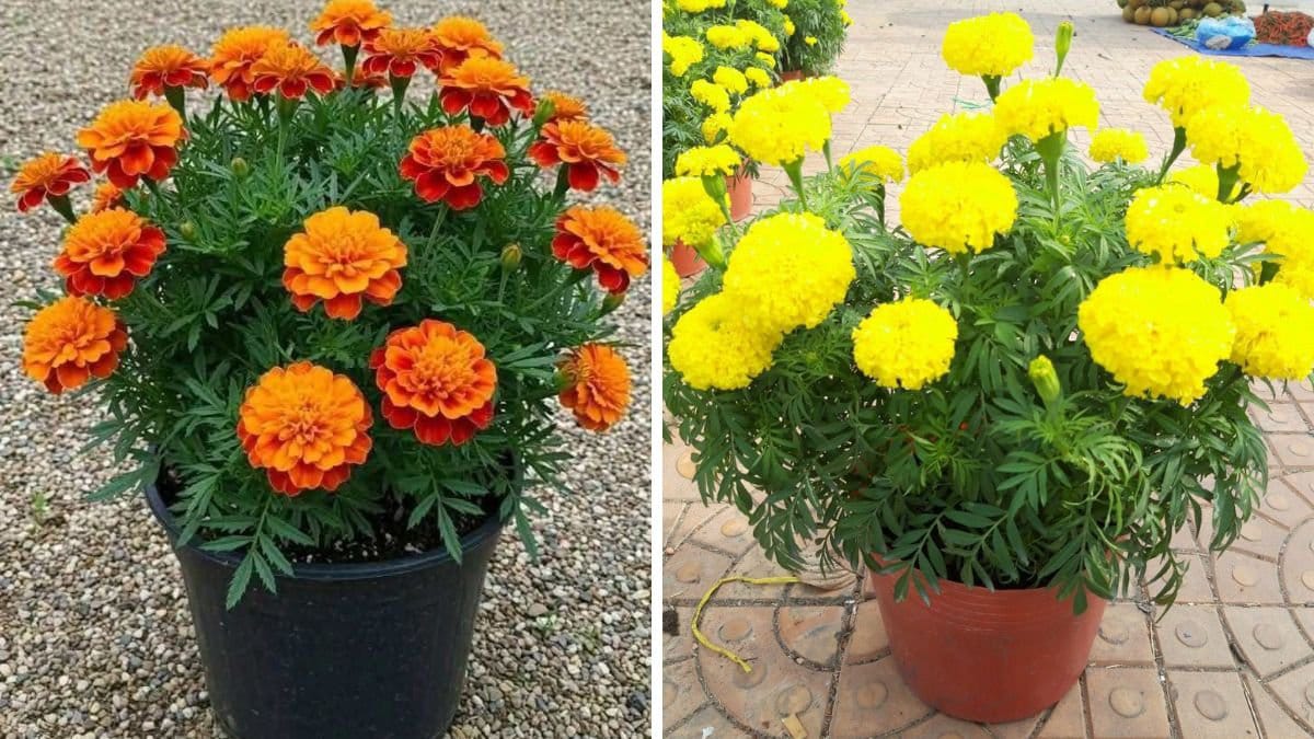 Gardening Tips: दिसंबर में घर पर गमलों में गेंदे और गुलाब के फूल ऐसे उगाएं भरपूर खुशबू और शानदार खिलाव का राज