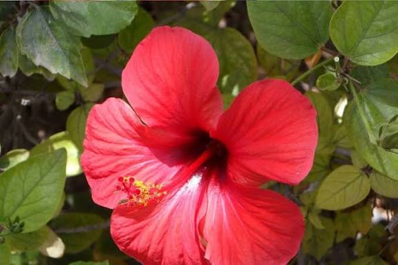 Hibiscus gardening tips: गुड़हल के कमाल जानें कैसे गुड़हल बनेगा बालों त्वचा और पूरे शरीर की ताकत का सबसे बड़ा प्राकृतिक सहारा