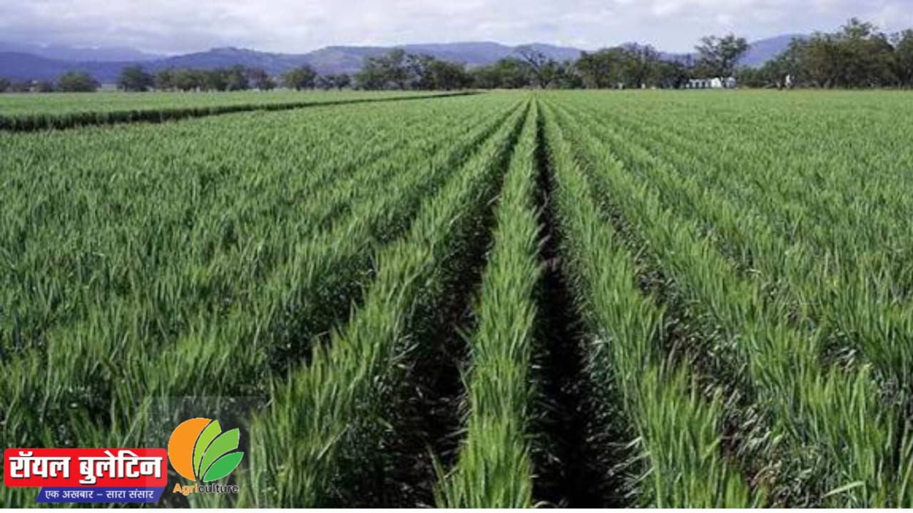 कड़ाके की ठंड ने किसानों की उम्मीदें बढ़ाईं बर्फबारी और गिरते तापमान से इस बार गेहूं की फसल में बंपर पैदावार की संभावना जानिए वैज्ञानिकों की पूरी रिपोर्ट