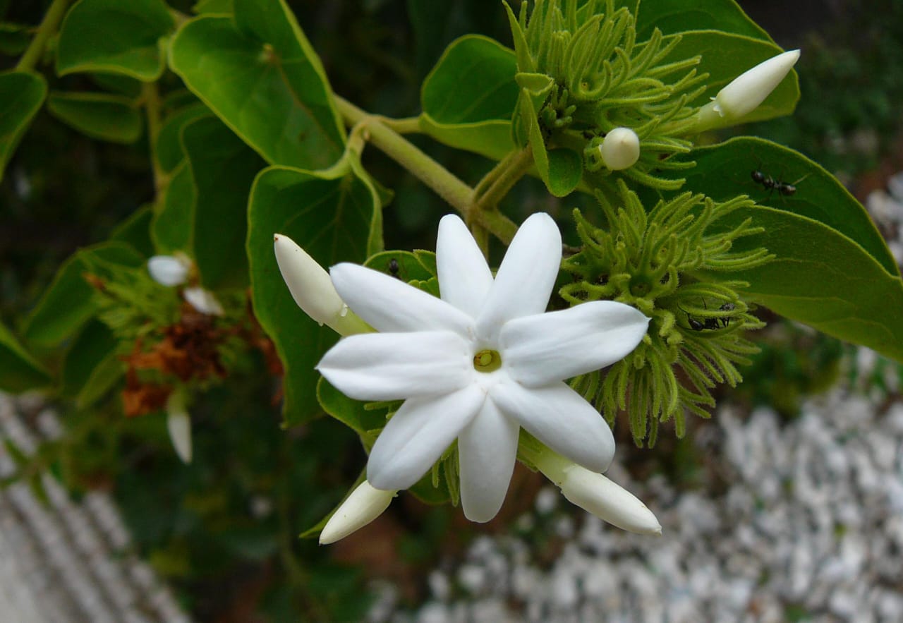 दिसंबर में लगाएं ये पांच जादुई फूल जनवरी से अप्रैल तक खिलेगा आपका पूरा बगीचा शानदार सर्दियों की बागवानी टिप्स