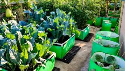 छत और बालकनी में खेती का नया तरीका ग्रो बैग से उगाएं घर पर ताजी सब्जियां कम खर्च में हरियाली