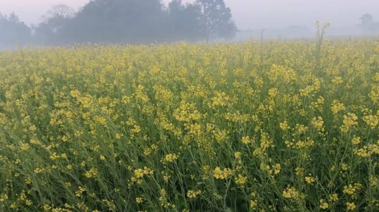 पीली स्टिक से सरसों की फसल बचाने का देसी तरीका, बिना खर्च लाही कीट से छुटकारा, सरसों की खेती में मुनाफा बढ़ाने का आसान उपाय