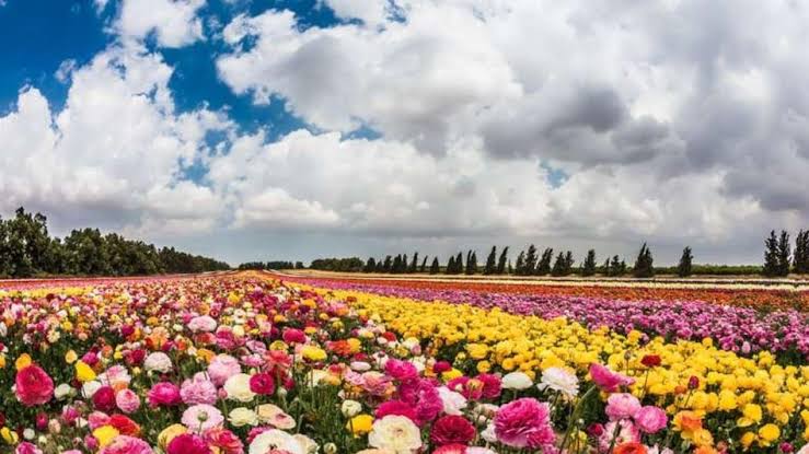 Garden Tips Winter: सर्दियों में फूलों की खास देखभाल के उपाय,कोहरा और ओस से पौधों को कैसे बचाएं