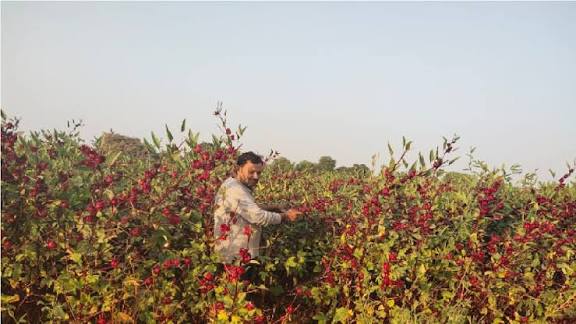 कम जमीन में बड़ा मुनाफा देने वाली औषधीय फसल रोज़ैल बदल सकती है आपकी खेती की तस्वीर