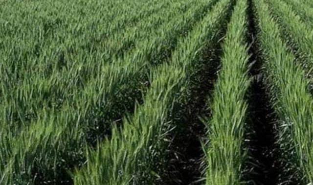 गेहूं की फसल पर बड़ा खतरा दिसंबर की गर्मी और ठंडी रातों से बढ़ रहा है गंभीर रोगों का डर समय रहते अपनाएं ये जरूरी बचाव उपाय