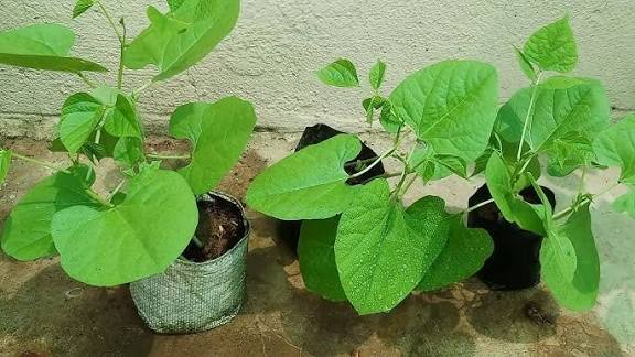 घर की छत और आंगन में उगाएं खुशबूदार मसाले किचन गार्डेनिंग से हर दिन मिलेगा शुद्ध स्वाद और सेहत का खजाना