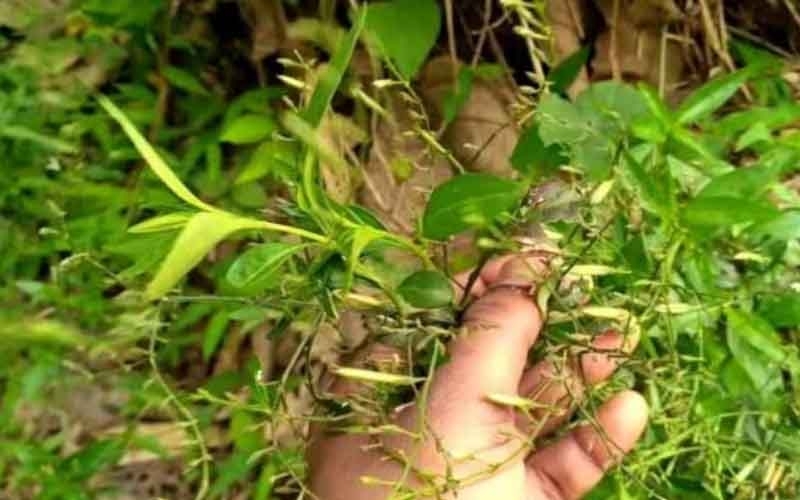 सोयाबीन से परेशान किसान अपनाएं चिरायता की खेती एक बीघा में लाखों की कमाई का सुनहरा मौकासोयाबीन से परेशान किसान अपनाएं चिरायता की खेती एक बीघा में लाखों की कमाई का सुनहरा मौका