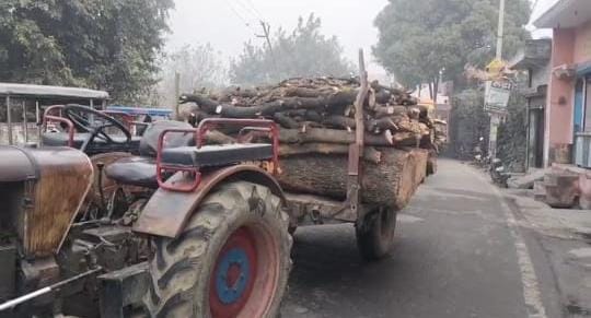 शामली में वन विभाग की शह पर हो रहा प्रतिबंधित वृक्षों का कटान, अधिकारी जानकर भी बने है अंजान 
