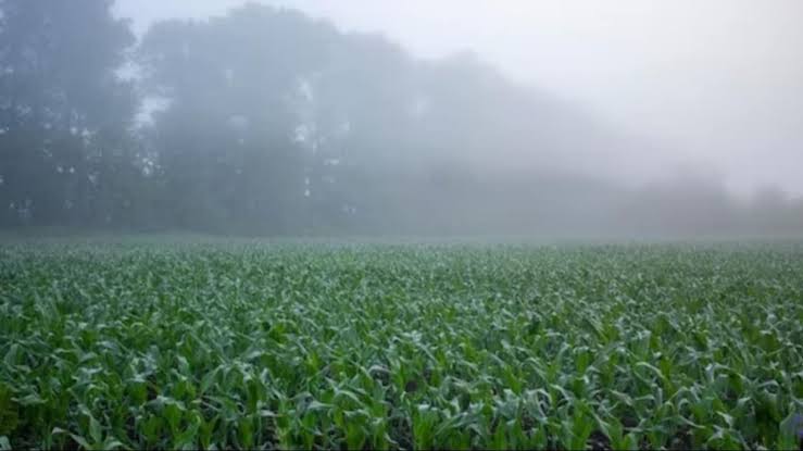 कड़ाके की ठंड में फसलों को बचाने का देसी तरीका पाले से सुरक्षा का सबसे कारगर उपाय