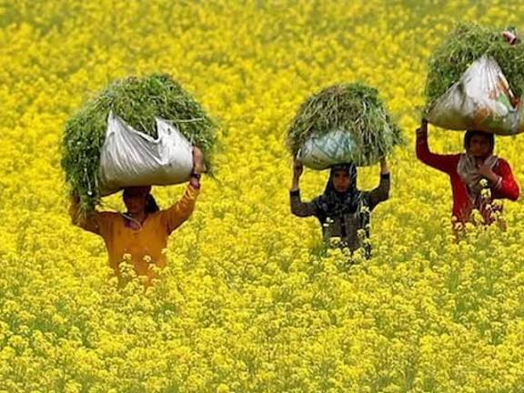 सर्दियों में बोई जाने वाली यह फसल बना रही है हजारों किसानों की डबल इनकम