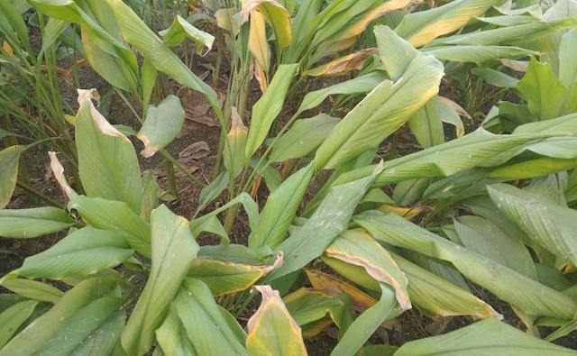 घर पर हल्दी उगाने का सही तरीका,ऑर्गेनिक हल्दी खेती,मिलावटी हल्दी से छुटकारा,7 से 9 महीने में शुद्ध हल्दी