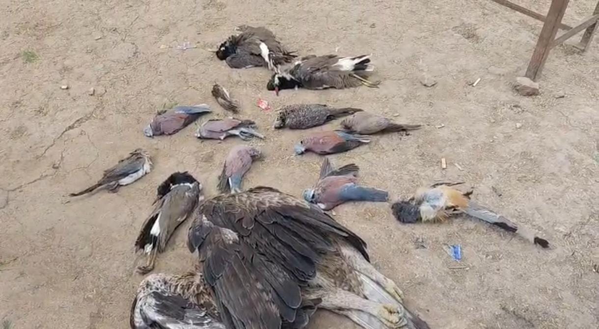 उत्तर प्रदेश:  जहरीला दाना खिला शिकारी कर रहे पक्षियों का शिकार, डीएफओ ने जांच टीम की गठित