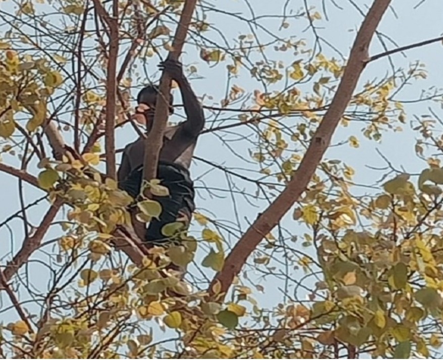 सहारनपुर में बस स्टैंड पर हाई वोल्टेज ड्रामा: नशे में युवक 30 फीट ऊंचे पीपल पर चढ़ा, दो घंटे बाद उतरा