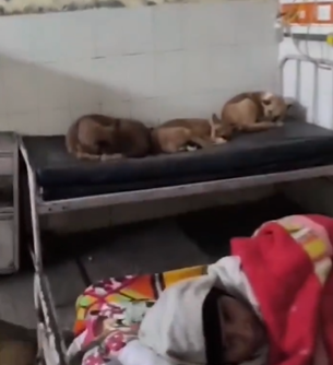 गोंडा मेडिकल कॉलेज: मरीजों के वार्ड में कुत्ते और चूहे, स्वास्थ्य व्यवस्था पर सवाल