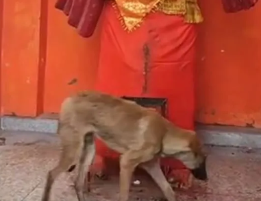 बिजनौर में भक्ति का नया अवतार! मूर्ति की परिक्रमा करता दिखा कुत्ता, अब शुरू हो गई पूजा-पाठ