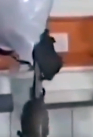 इलाज इंसानों का, वार्ड चूहों का! गोंडा मेडिकल कॉलेज का ऑर्थो वार्ड बना चूहों का अड्डा