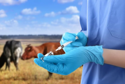 22 जनवरी से मेरठ में खुरपका-मुंहपका टीकाकरण अभियान शुरू, 6.35 लाख पशुओं को लगेगा मुफ्त टीका