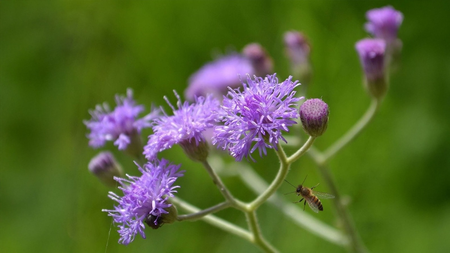 सहदेवी: आयुर्वेद की चमत्कारी जड़ी-बूटी, किडनी से लेकर लिवर तक की रक्षक 