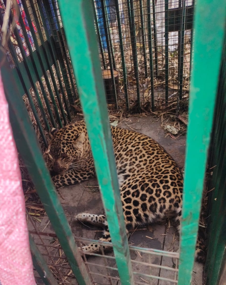 बिजनाैर : पिंजरे में कैद हुआ गुलदार, ग्रामीणाें ने ली राहत की सांस