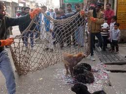 मुज़फ्फरनगर: आवारा कुत्तों का आतंक; कई बच्चों और राहगीरों को काटने के बाद जागी नगर पंचायत, चलाया 'पकड़ो' अभियान