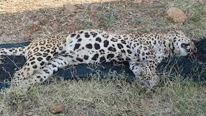 सूचना देने की बजाय वीडियो बनाते रहे ,तेंदुए की डूबने से मौत