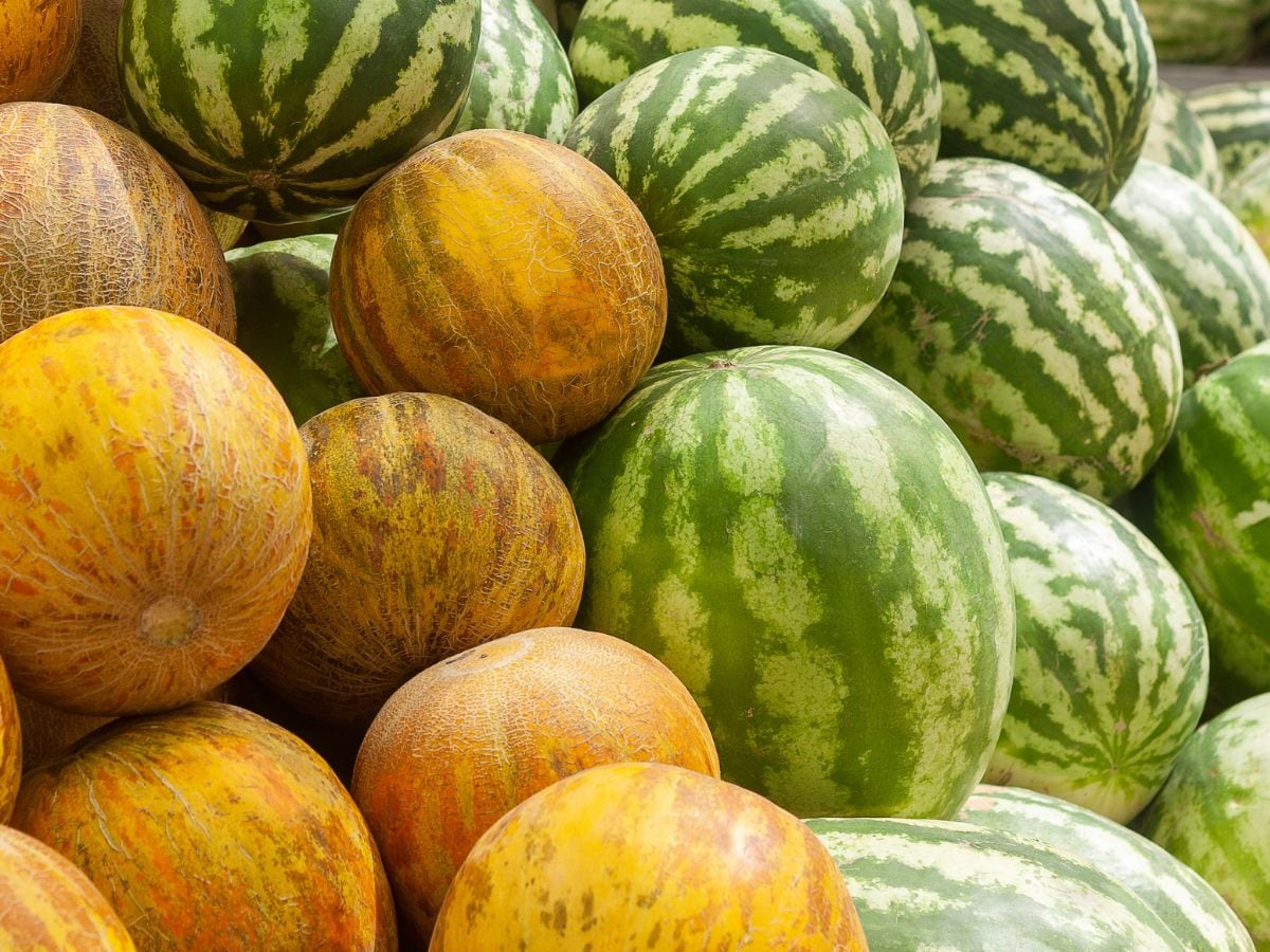 गर्मी की खेती में बड़ा मौका तरबूज और खरबूज की खेती पर 75 प्रतिशत अनुदान से बढ़ेगी आमदनी