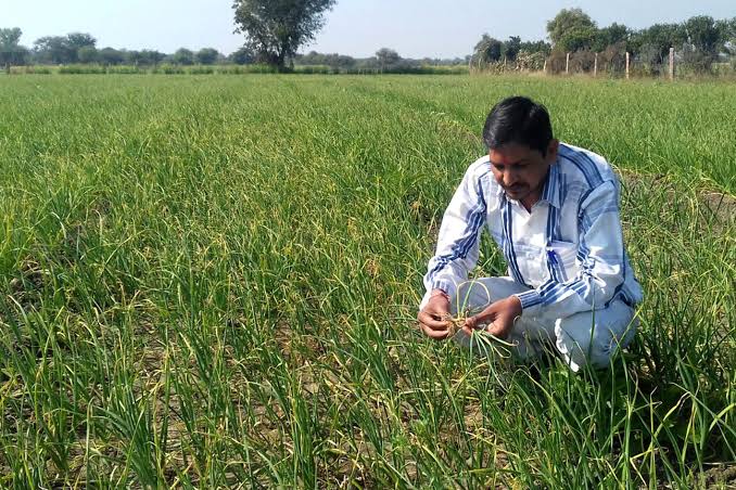 शीतलहर ने बढ़ाई किसानों की चिंता, रबी फसलों में कीट और रोग से बचाव के जरूरी उपाय