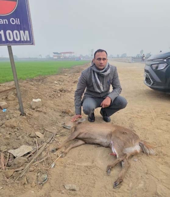 शामली: हाईवे पर घायल हिरन को बचाने उतरे डिप्टी कलेक्टर, उपचार के दौरान हिरन की मौत