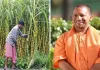 योगी सरकार का गन्ना किसानों को तोहफा: गन्ने के मूल्य में ₹30 प्रति कुंतल की बढ़ोतरी