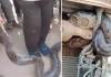लखनऊ में चलते ट्रक में निकला विशाल अजगर, पुलिस और रेस्क्यू टीम ने बचाया