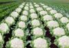 फूलगोभी की खेती से करें लाखों की कमाई, जानें पूसा शुभ्रा से लेकर स्नोबॉल तक की उन्नत वैरायटी जो देती है तगड़ा उत्पादन और मुनाफा