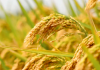 शामली में खरीफ धान 2025-26 का MSP घोषित, किसानों को ऑनलाइन पंजीकरण कराने की सलाह