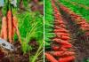सर्दियों में गाजर की खेती से होगी बंपर कमाई उन्नत हाई यील्ड किस्मों की भारी मांग किसानों की आय कई गुना बढ़ेगी