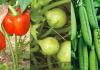 November Vegetable Farming Success Guide नवंबर में उगाएँ सबसे ज्यादा मांग वाली सब्जियाँ और पाएं हाई प्रोडक्शन के साथ मंडी में बंपर रेट कमाई लाखों की होगी पक्की