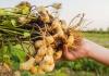 ताजी और हेल्दी मूंगफली अब घर पर उगाएं Natural Peanuts Growing की यह Simple Technique आपके गमले को बना देगी Mini Farm