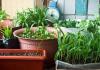 Kitchen Gardening Tips : घर पर उगाएं ऐसी सब्जियां जो पूरे साल देंगी ताजी फसल बारह महीने चलने वाली टॉप वेजिटेबल्स