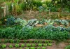 Kitchen garden: सर्दियों में किचन गार्डन बचाने का आसान तरीका ठंड और पाले से सुरक्षित रहेंगी घर की ताजी सब्जियां